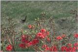 a kind of swallowtail -- red Helen (Papilio helenus)