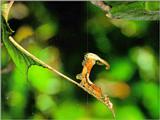 Asian Constable Butterfly (1/1) - 3rd stage caterpillar (먹그림나비/3령 애벌레)