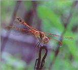 Common Darter (Sympetrum striolatum)