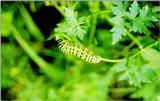 Caterpillar of Common Swallowtail Butterfly (산호랑나비 애벌레)