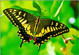 Common Swallowtail Butterfly (산호랑나비)