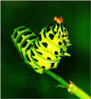Common Swallowtail Butterfly (산호랑나비 애벌레) - Caterpillar
