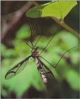 Dragonfly Gnat (Tipula coquilletti) (잠자리각다귀)