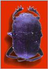Korean Insect-Dung Beetle J01-specimen