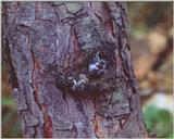 참매미 Oncotympana fuscata (Dusky Cicada)