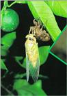 Korean Horse Cicada 1 (1/1)