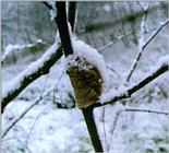 Korean Insect: Mantis J01-Egg pouch on snow branch