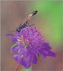 애기나나니 Ammophila campoctris (mud dauber wasp)