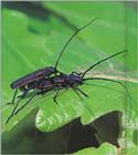 Red-lined Long-horned Beetles - Asias halodendri  - 먹주홍하늘소