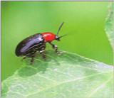 붉은가슴잎벌레 Lema honorata (Red Thorax Leafbug)