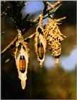 Korean Insect - Straw Raincoat Moth J01-Pupae