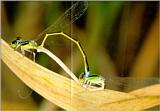 Korean Insect: Asian Damselfly J01 - mating pair