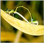 Korean Insect: Asian Damselfly J02-mating pair - small, cleaned version