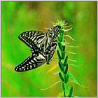 Korean Insect - Chinese Yellow Swallowtail mating