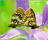 Korean Insect: Heath Fritillary Butterfly J01-mating on flower (어리표범나비)