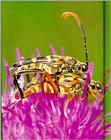 Korean Insect: Four-banded Long-horned Beetle (Leptura ochraceofasciata) - 넉줄꽃하늘소 - mating