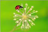 Ladybug, Coccinella septempunctata (Linnaeus) (1/1)