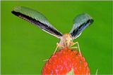 Planthopper, Zoraida horishana