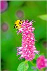 Korean Bumblebee, Bombus speciosus, 띠호박벌