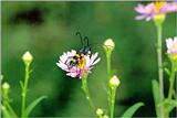 Yellow-banded Long-horned Beetle (Polyzonus fasciatus)