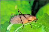 Katydid, Mecopoda nipponensis (1/1) (철써기)