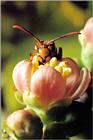 Paper Wasp, Parapolybia varia (1/1)