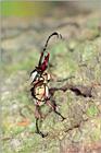 Stag-horned Beetle, Dicranocephalus adamsi (사슴풍뎅이)