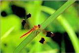 Dragonfly, Sympetrum pedemontanum elatum (노란띠좀잠자리)