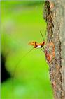 Braconid Wasp, Euurobraconyo kohamae (1/1)