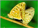 Korean Insect - High Brown Fritillary Butterfly J01 - mating pair (은점표범나비)