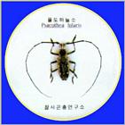 Korean Insect: Yellow-spotted Long-horned Beetle J03-specimen - Psacothea hilaris - 울도하늘소