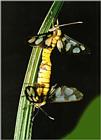 Korean Insect: Yellow Amata Moth J01 - mating pair