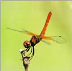 Korean Little Red Dragonfly J01 - Rasing tail (꼬마잠자리)