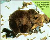 Korean Mammal - Brown Bear (불곰)