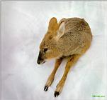 Korean Mammal: Chinese Water Deer J01 - Helpless in snow (고라니)