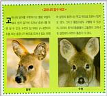 Korean Mammal: Chinese Water Deer J06 - Female and male
