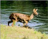 Korean Mammal: Chinese Water Deer J07 - in water side