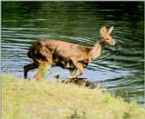 Korean Mammal: Chinese Water Deer J07 - in water side