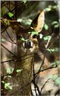 Korean Mammal: Chinese Water Deer J08 - Closeup in bush