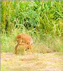 Korean Mammal: Chinese Water Deer J09 - Scratches legs