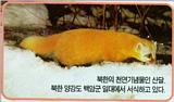 Endangered Korean Animal - Japanese Marten (Martes melampus coreensis) - 산달