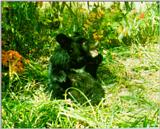 Korean Mammal: Manchurian Black Bear J01 - Young in forest (어린 반달곰)
