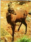 Korean Mammal - Siberian Musk Deer (Moschus moschiferus)