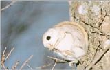 Korean Flying squirrel (J01) - 하늘다람쥐 - Pteromys volans
