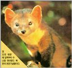 Endangered Korean Mammal - Sable Marten