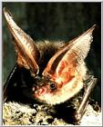 Korean Mammal - Brown long-eared bat (토끼박쥐)