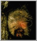 Korean Bats - Korean Long-nosed Goblin Bat (3 images)