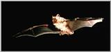 Korean Bats - Korean Long-nosed Goblin Bat (3 images)