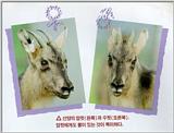 Korean Mammal - Manchurian Goral J02 - Comparison of male and female