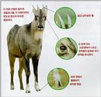 Korean Mammal - Manchurian Goral J03